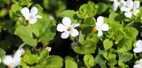 Ginkgo Biloba